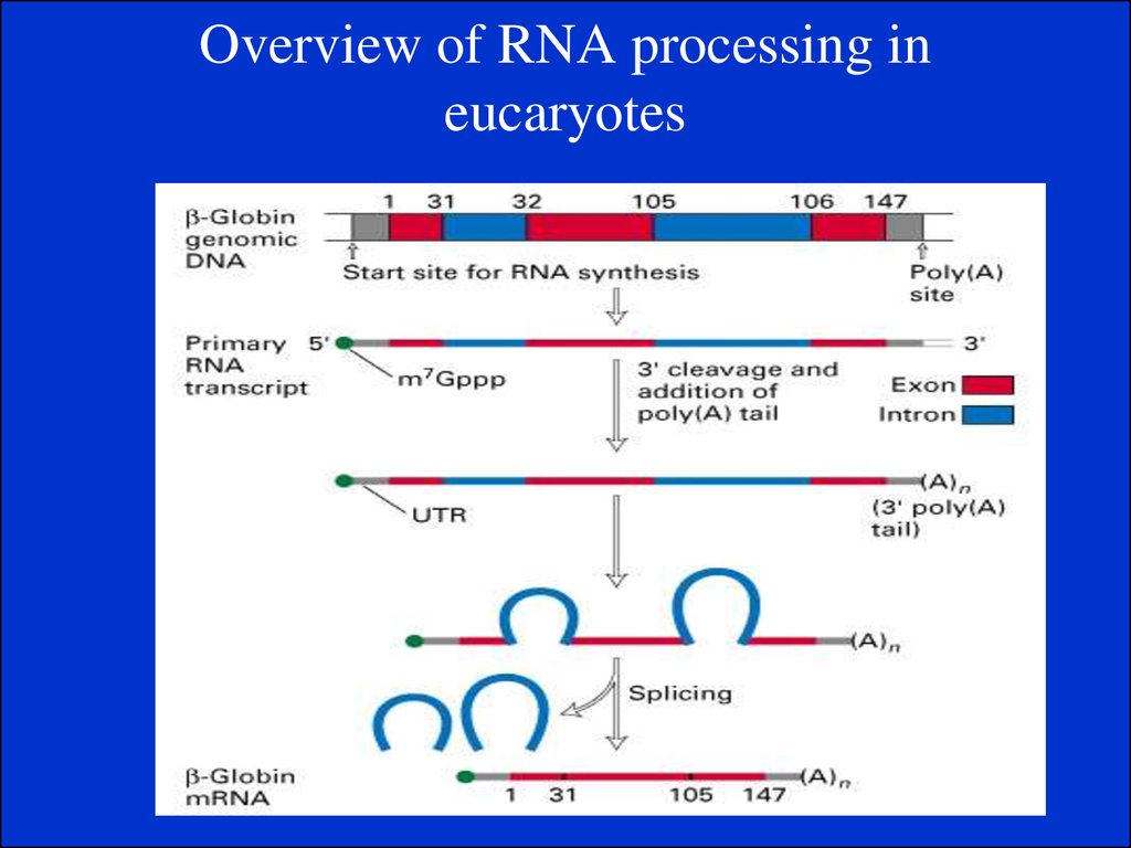 Overview of RNA processing in eucaryotes