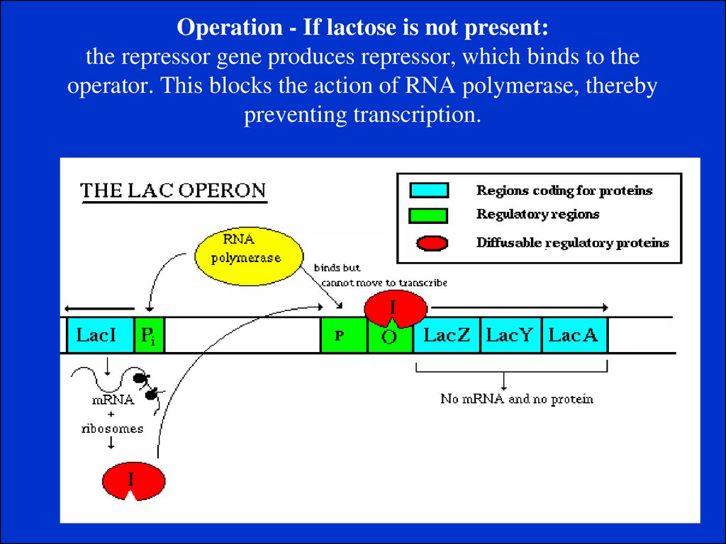 Operation - If lactose is not present: the repressor gene produces repressor, which binds to the operator. This blocks the action of RNA polymerase, thereby preventing transcription.