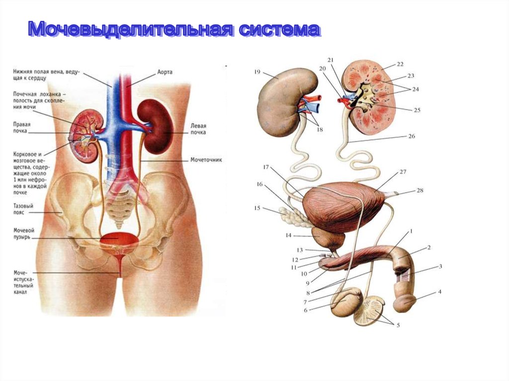 Мочеполовая система человека презентация