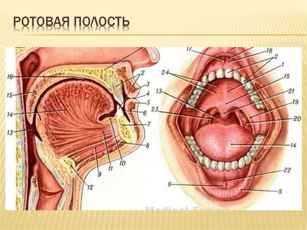 Строение рта и горла человека фото с описанием
