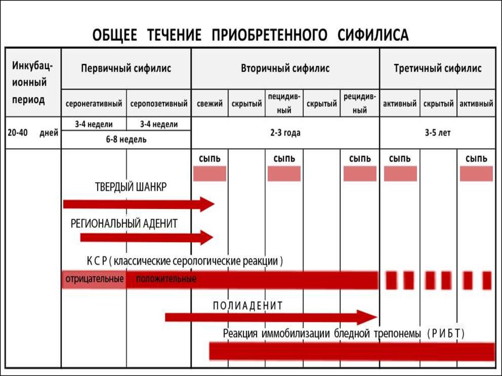 Передается Ли Сифилис Через Оральный Секс