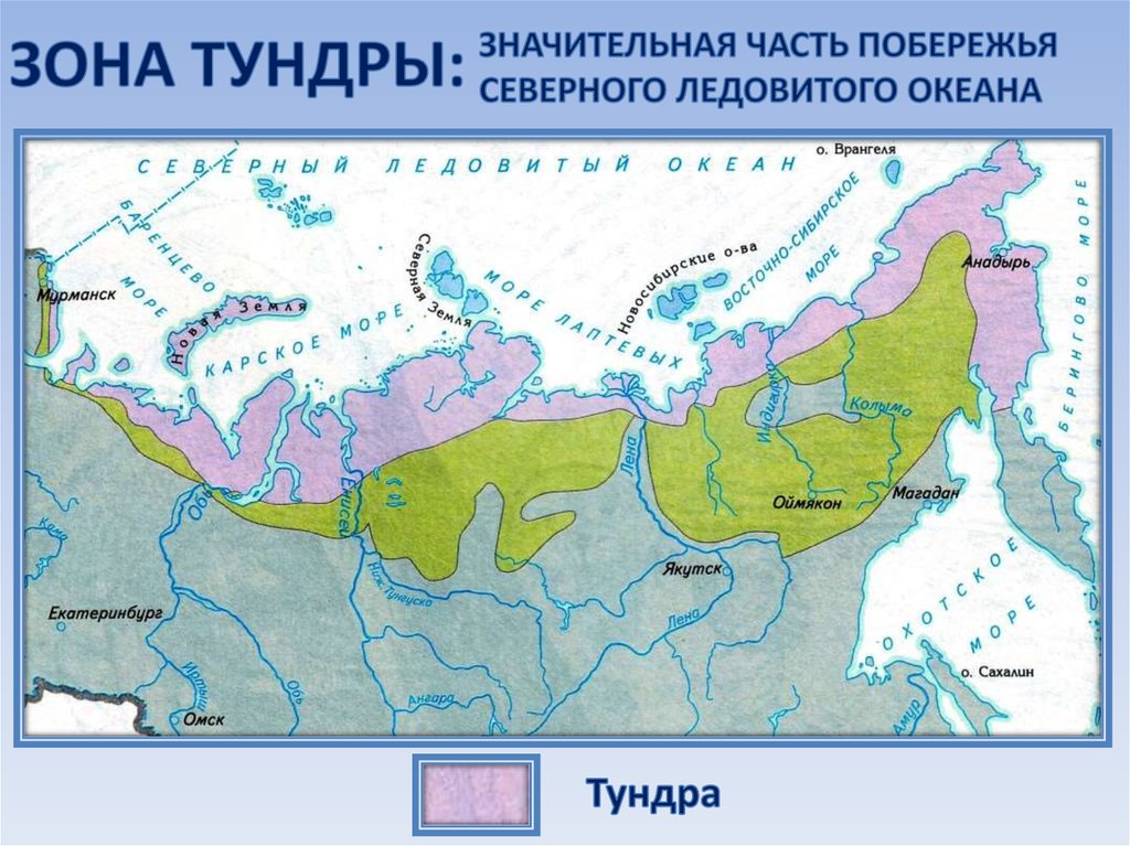 Какая природная зона показана на картинке ответ