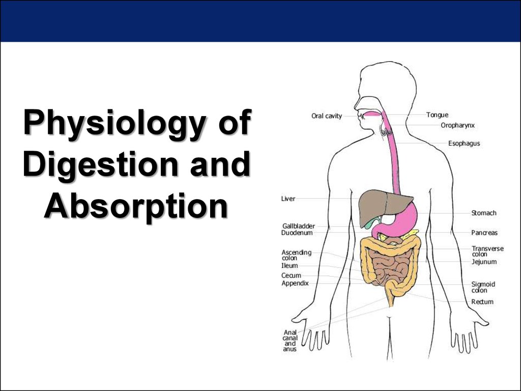 Physiology of digestion and absorption - презентация онлайн