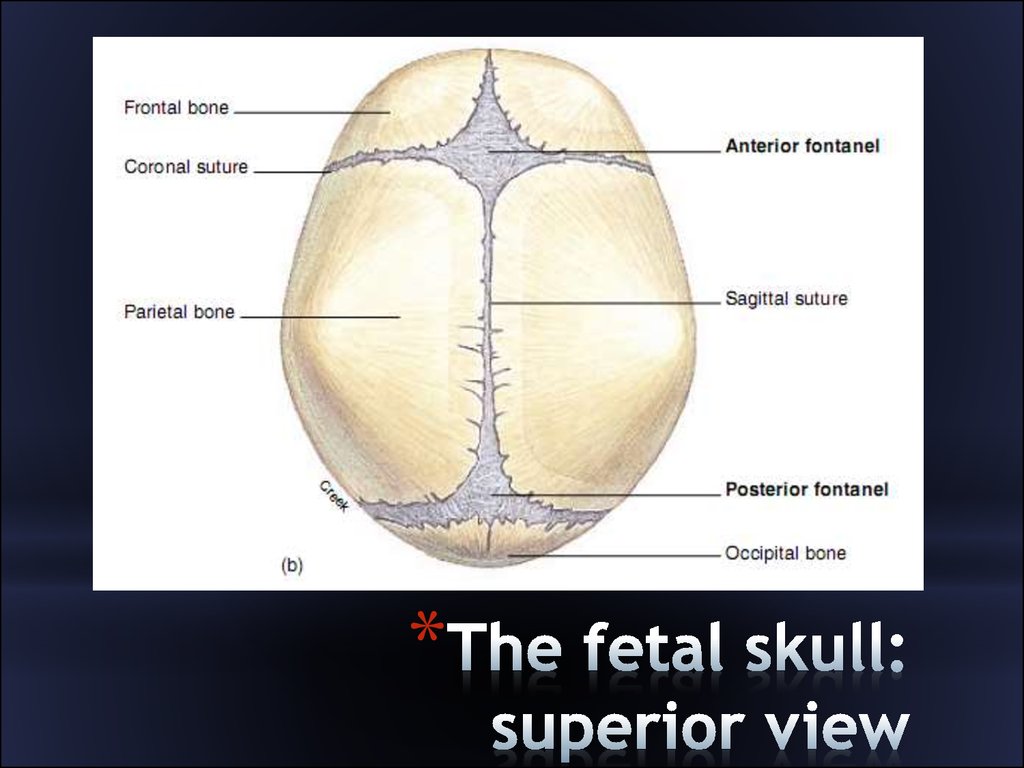 Clinical anatomy of the head - презентация онлайн
