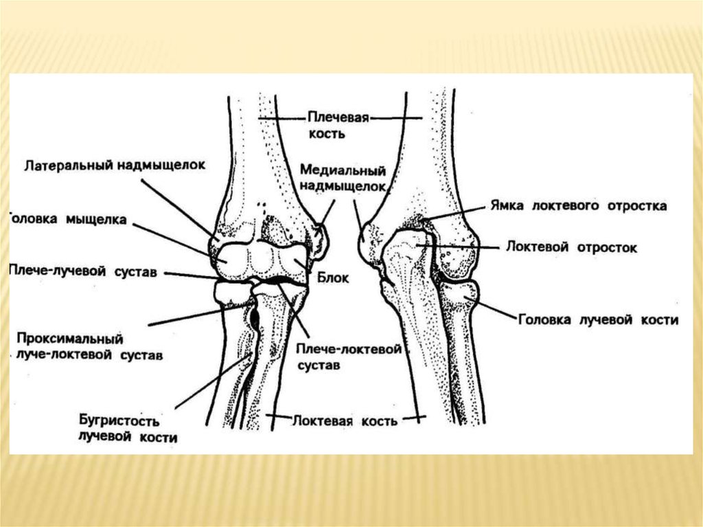 Отростки на локтевом суставе Отростки на локтевом суставе