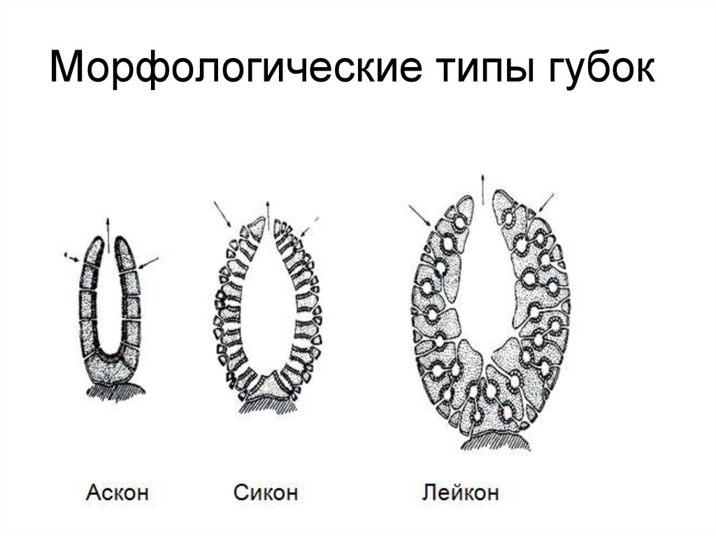 Губки рисунок биология