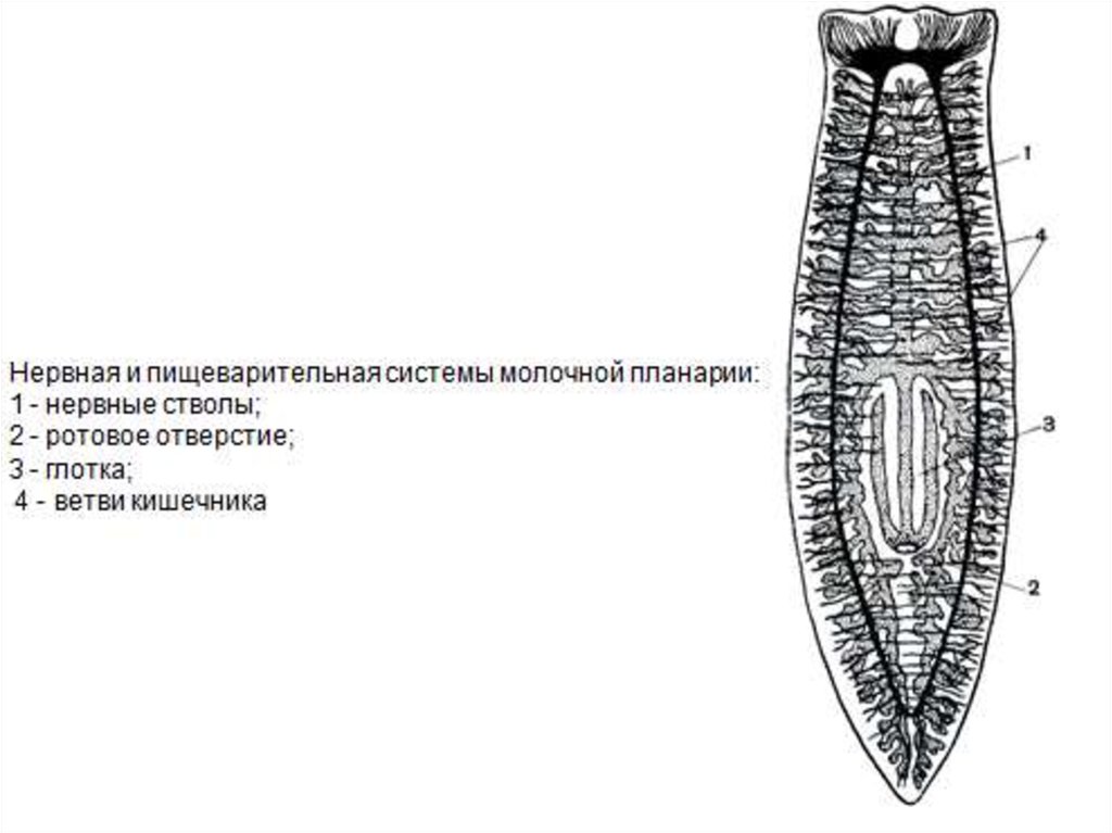 Какой тип питания характерен для белой планарии изображенной на рисунке 1