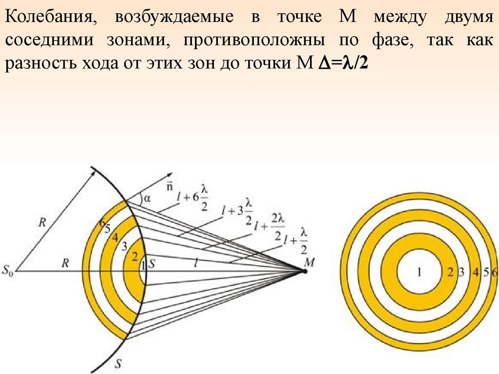 ontogeny