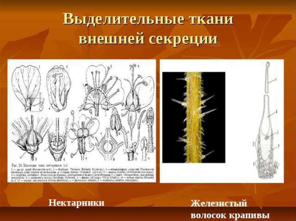 Выделительная ткань растений рисунок