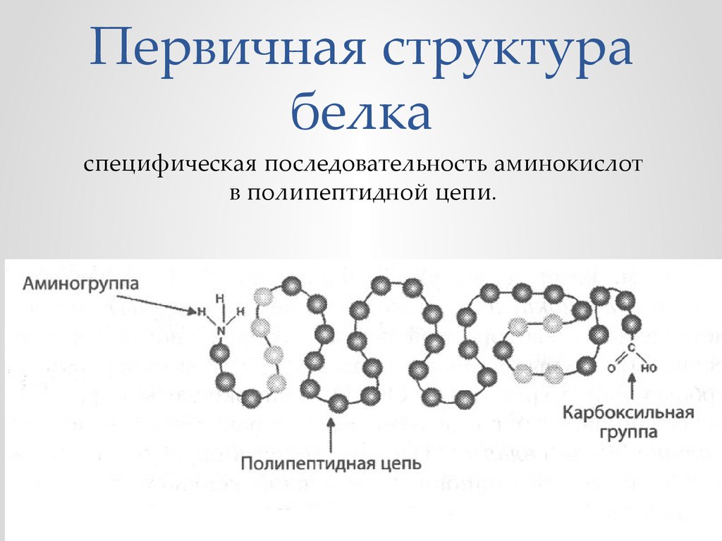 Графическое изображение первичной структуры белка