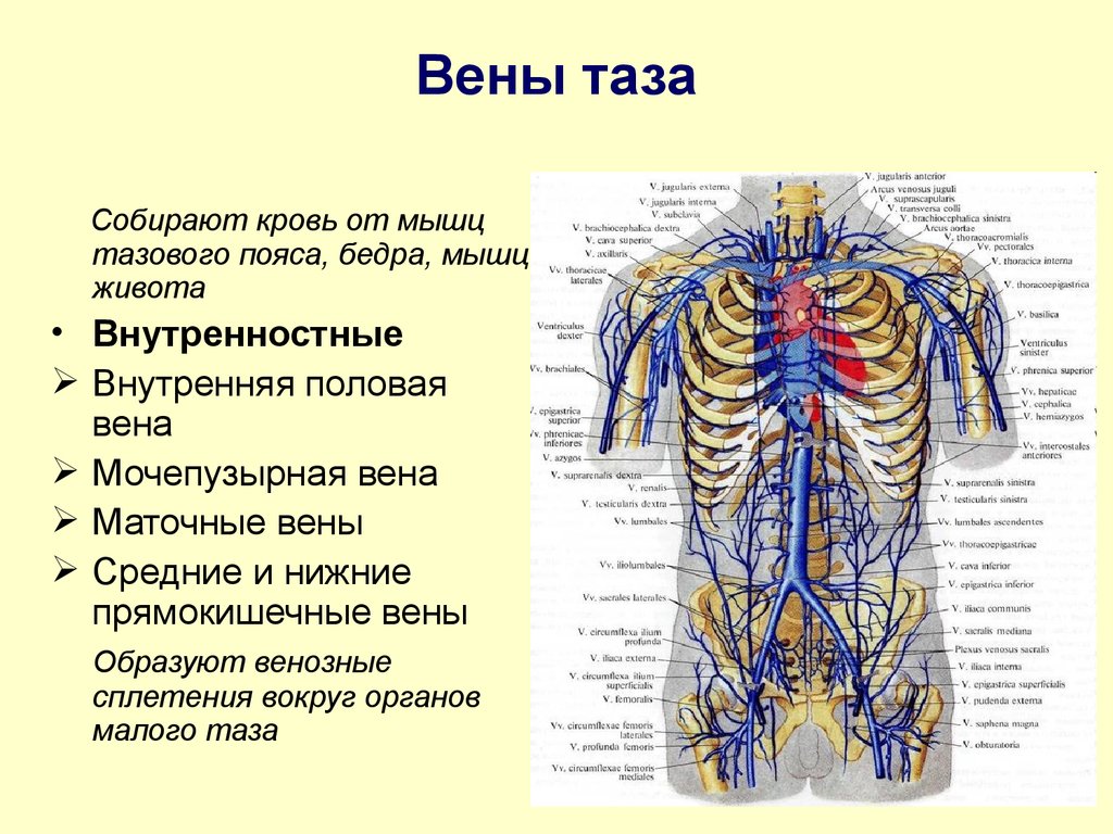 Варикоз Вен Аркуатного Сплетения