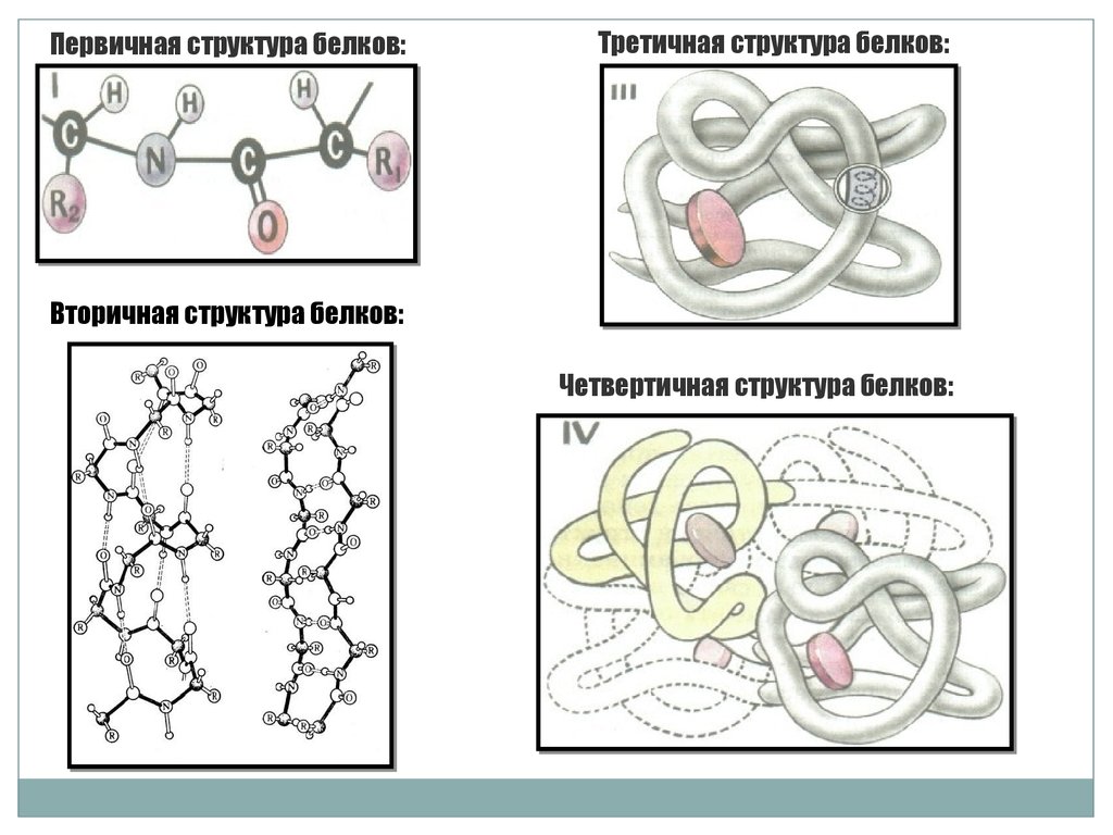 Обозначь рисунок на котором представлена третичная структура белка