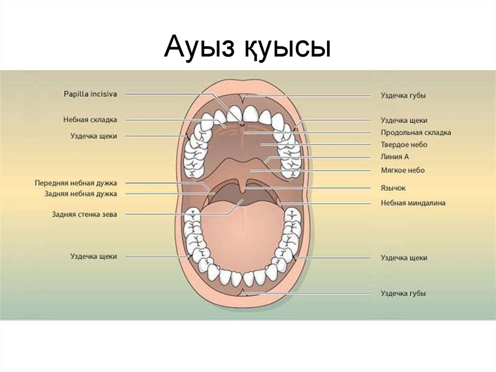 Картинка зубов человека