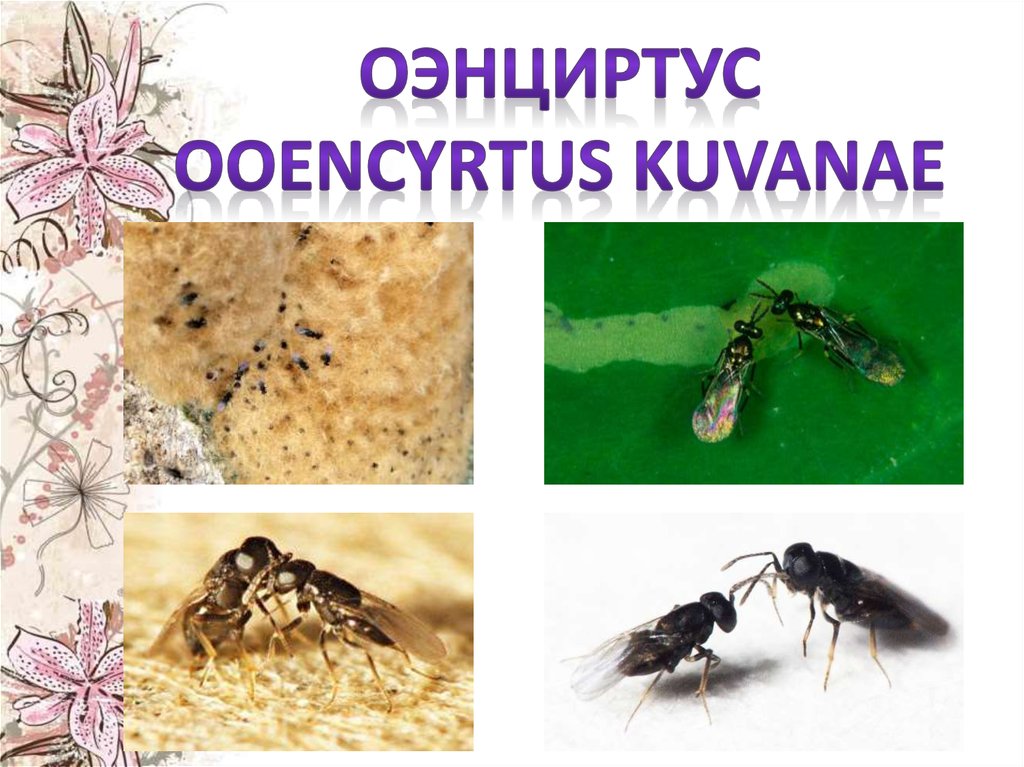 Вредители и болезни ягодных культур Вредители и болезни ягодных культур