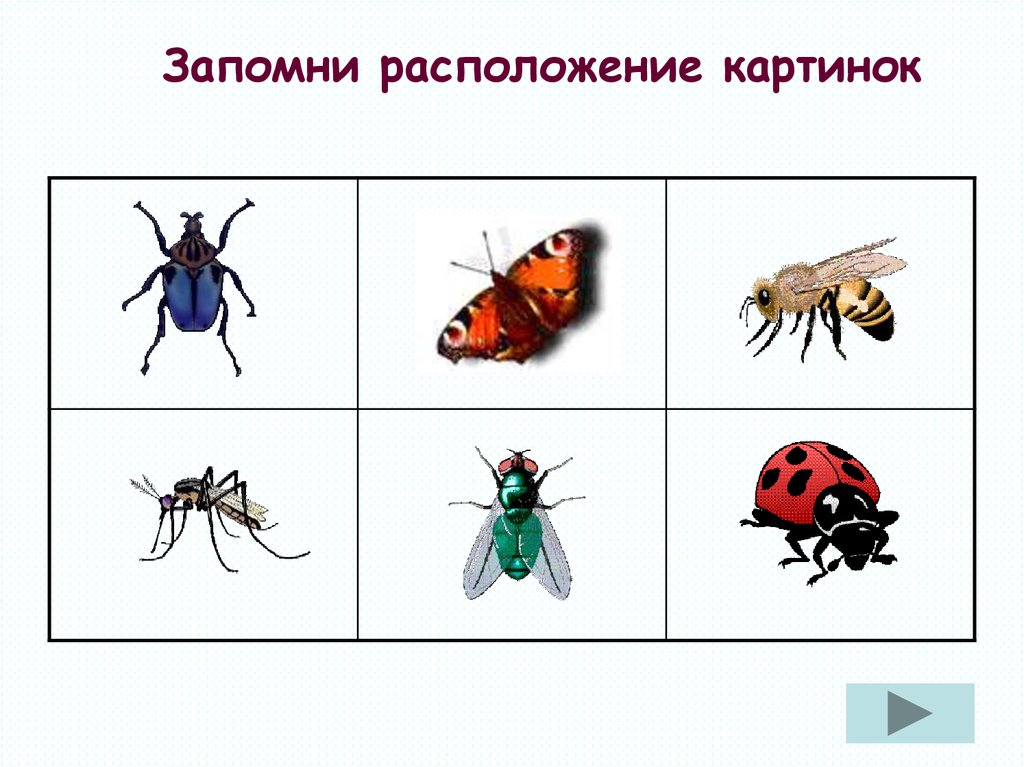 Жилище насекомых картинки для детей