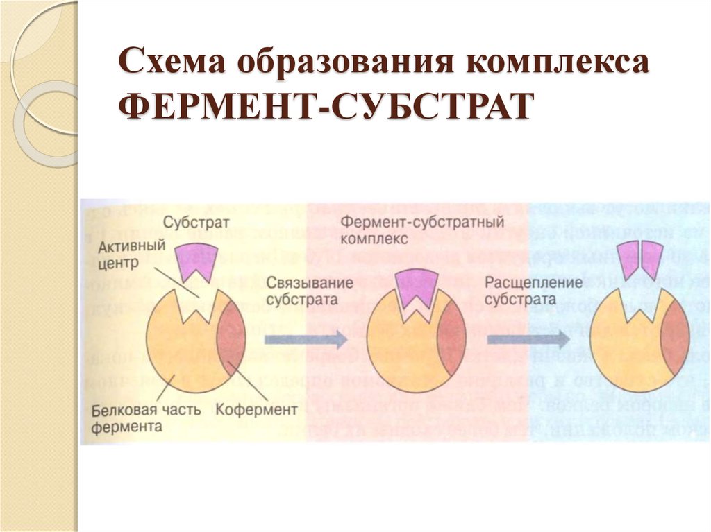 Схема образования комплекса фермент вещество