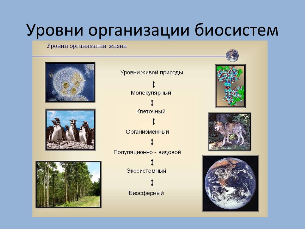 Какой уровень организации жизни отражен на данной фотографии