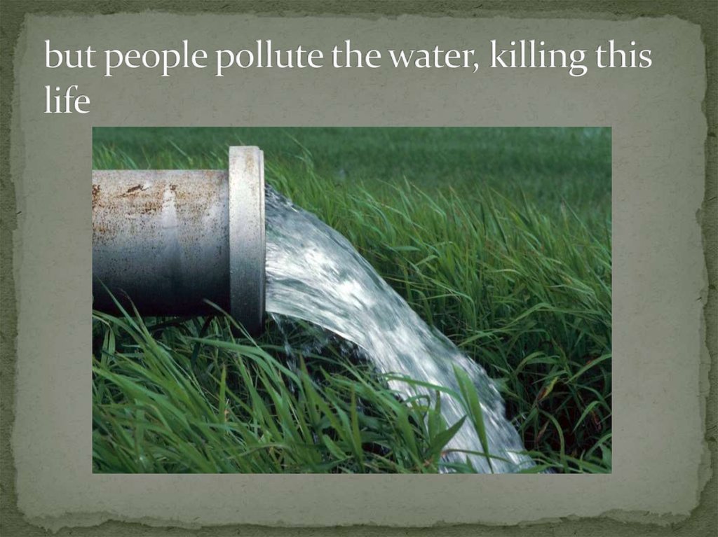 but people pollute the water, killing this life