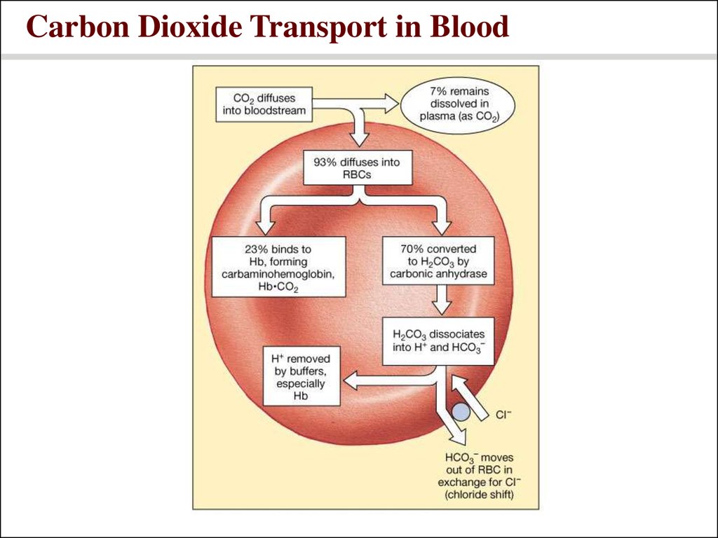 respiratory-system-power-point