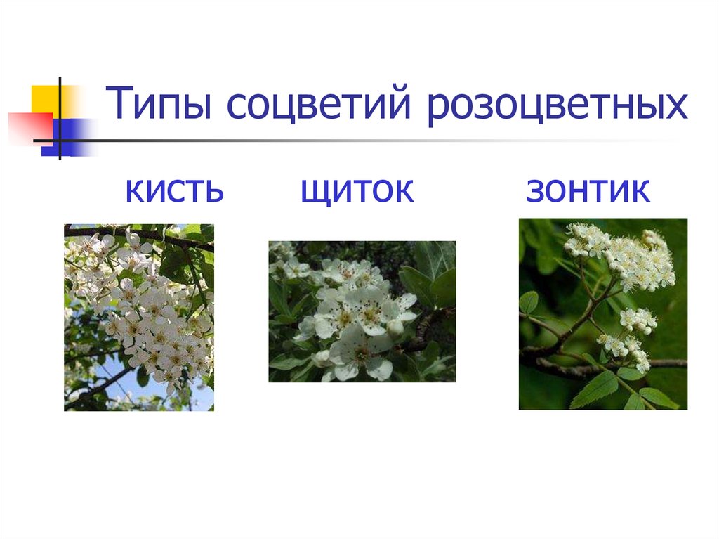 Белорусский сахарный - Егорьевский Питомник Никитенко Александра На каком расстоянии сажать помидоры в открытом грунте и в