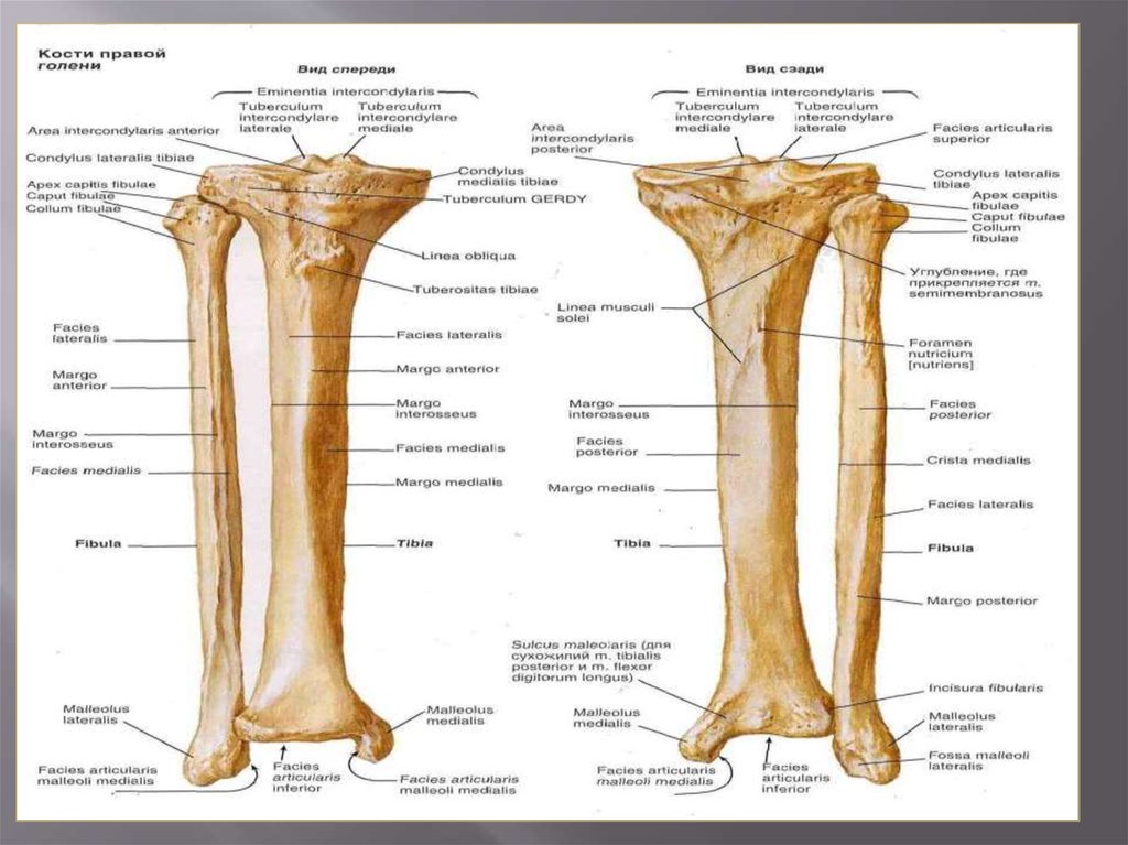 Большеберцовая кость где находится у человека фото на ноге