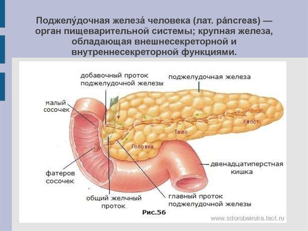 Поджелудочная железа человека рисунок