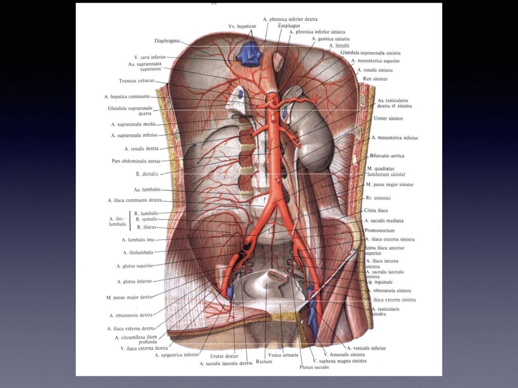Брюшная аорта анатомия в картинках