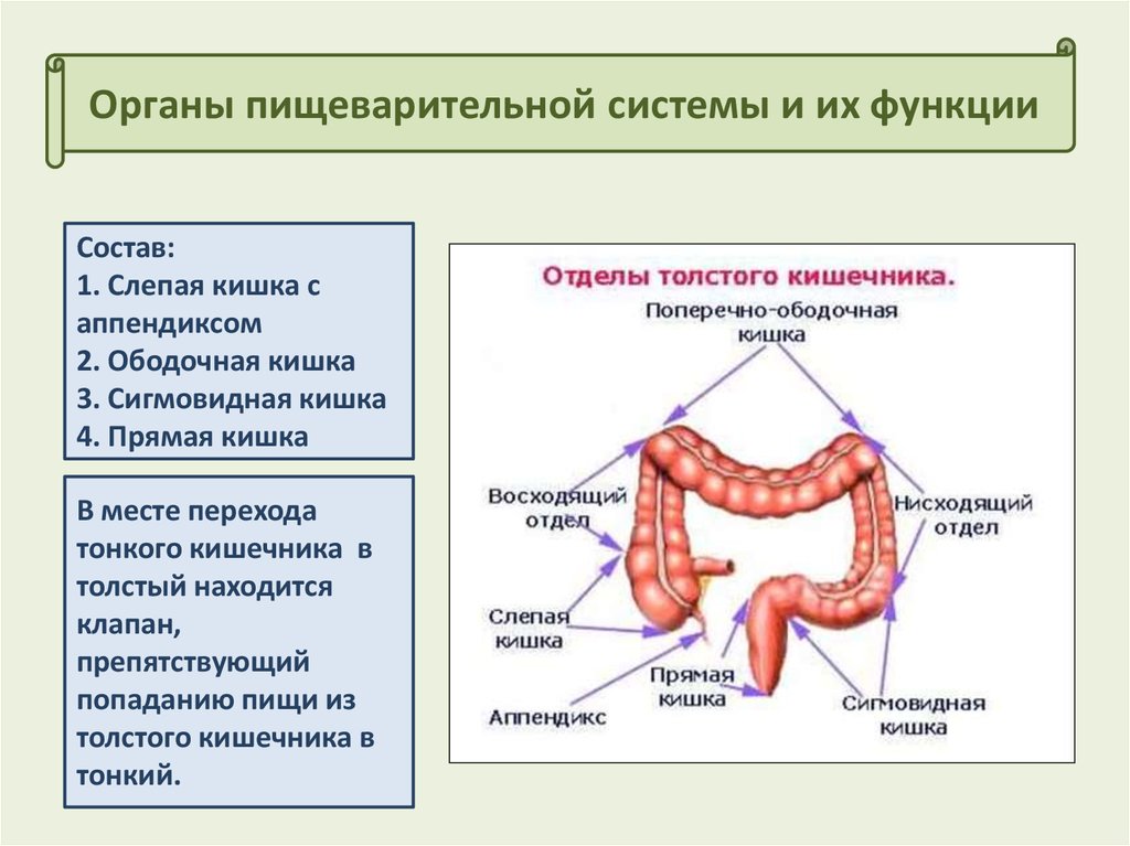 Сигмовидная кишка картинка