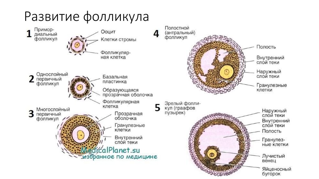 In the mature or graafian follicle of the ovary