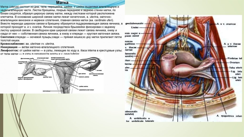 Строение женских органов малого таза в картинках с описанием