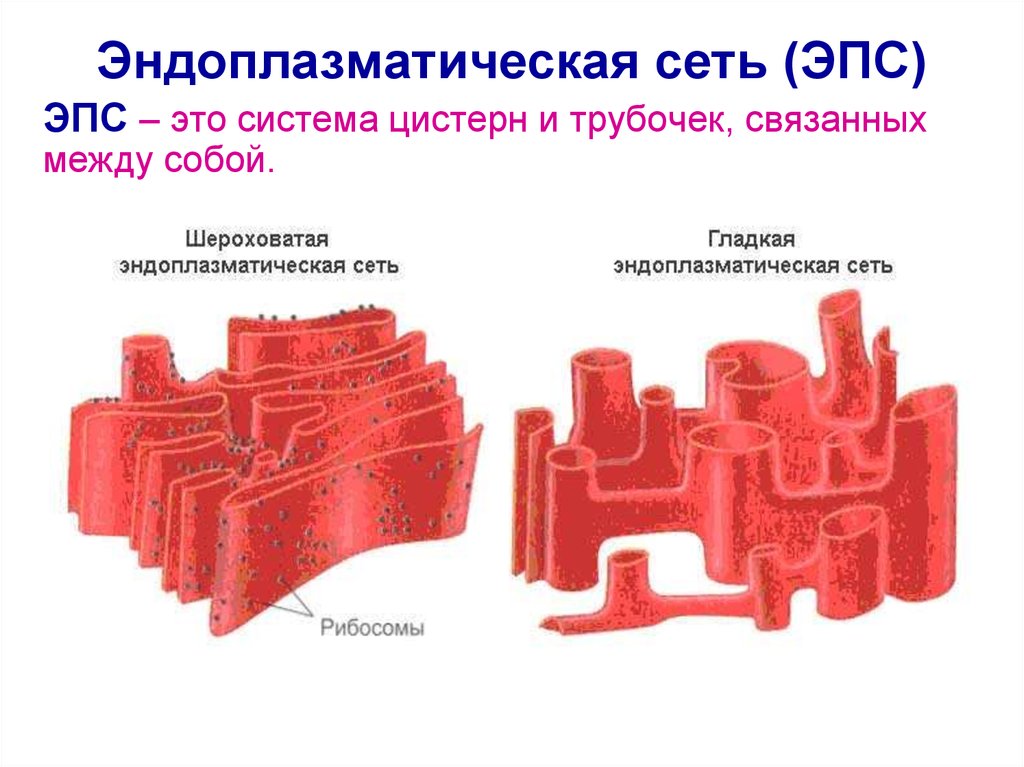 Гладкая эндоплазматическая сеть рисунок