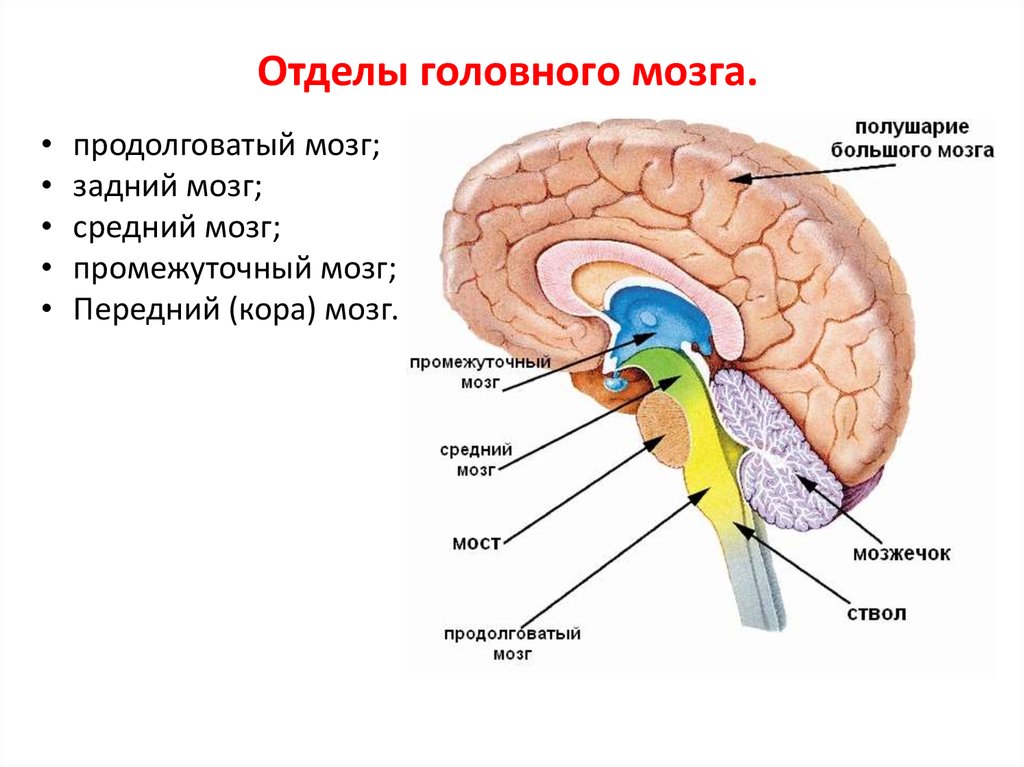 Схема головного мозга человека