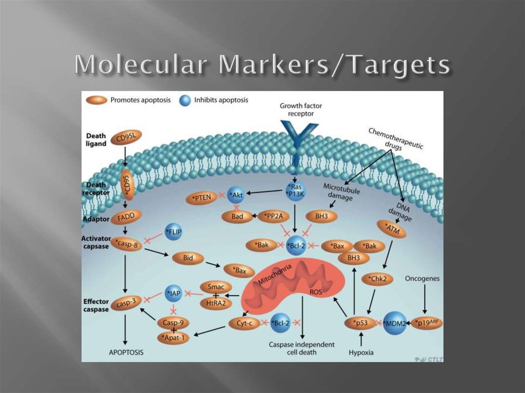 Molecular Markers/Targets