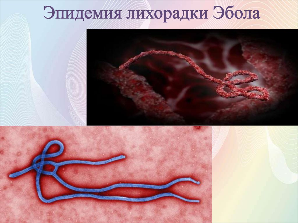Эпидемия лихорадки Эбола