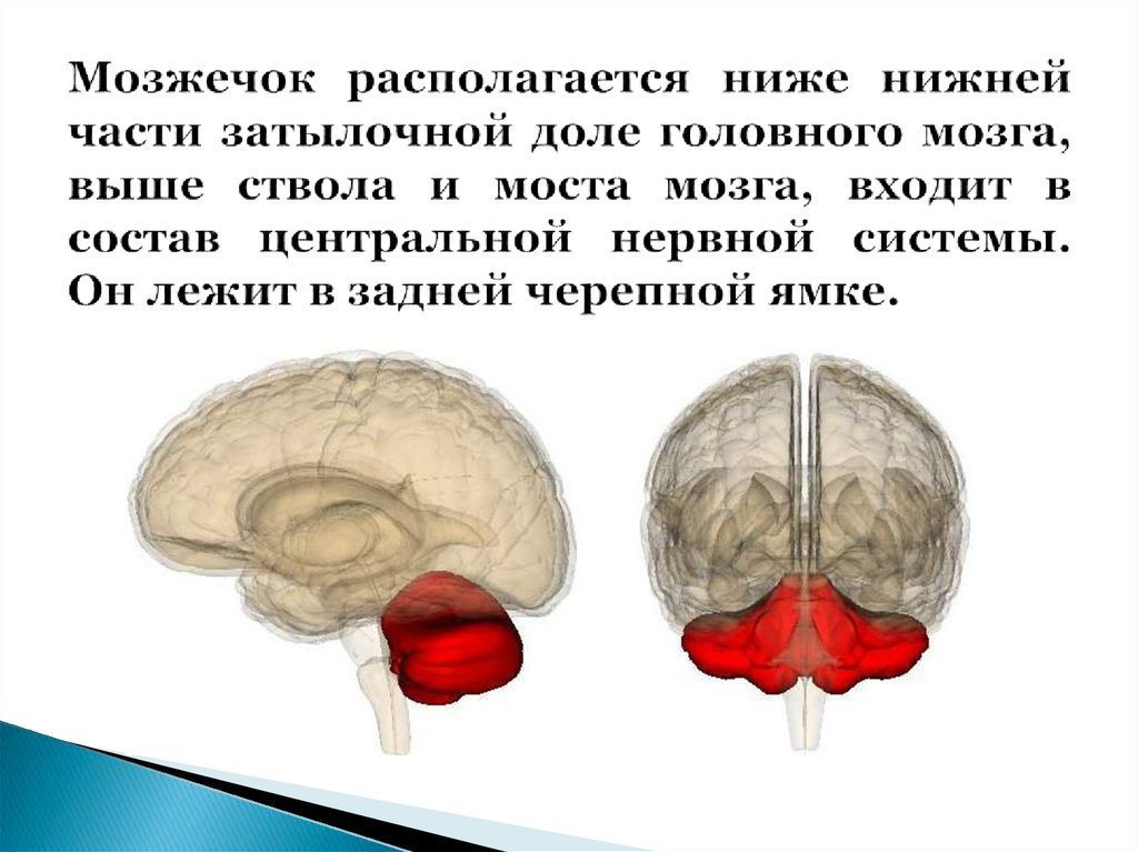 Где находится мозжечок у человека в голове фото и описание