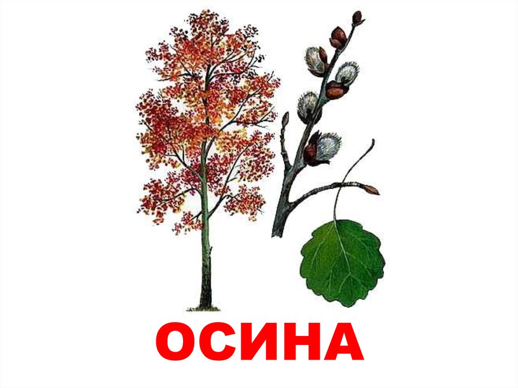 Осина дерево рисунок