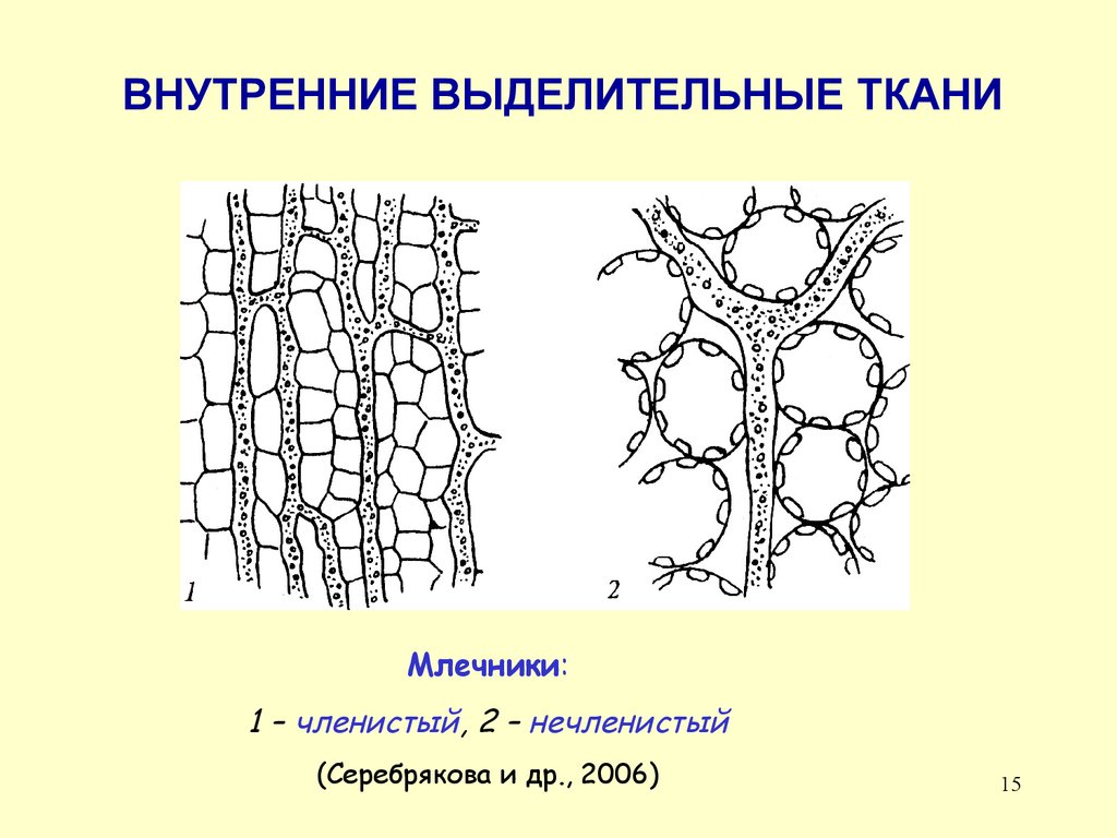 Выделительная ткань растений рисунок