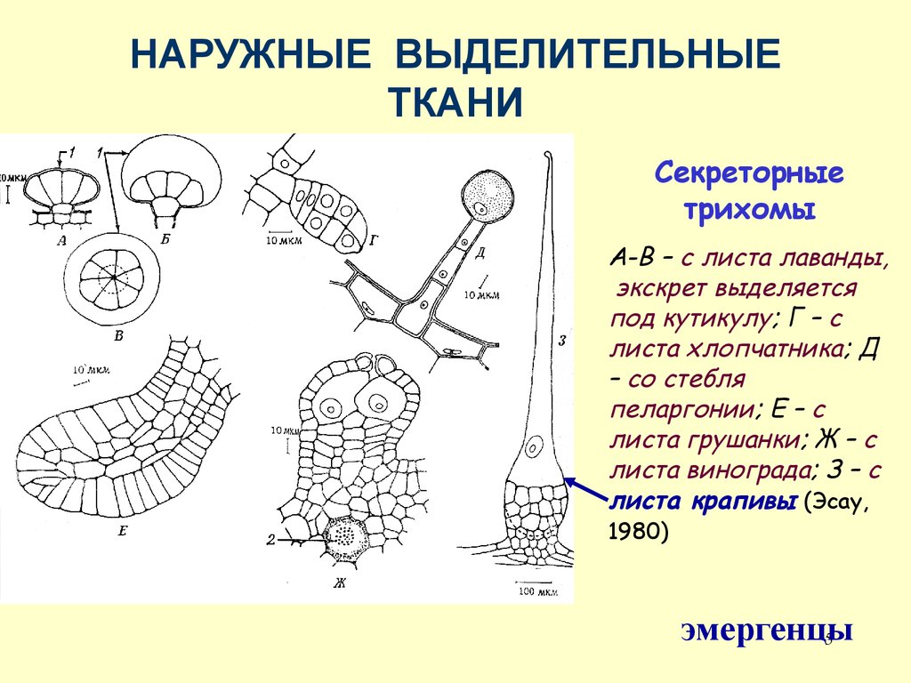 Выделительная ткань растений рисунок