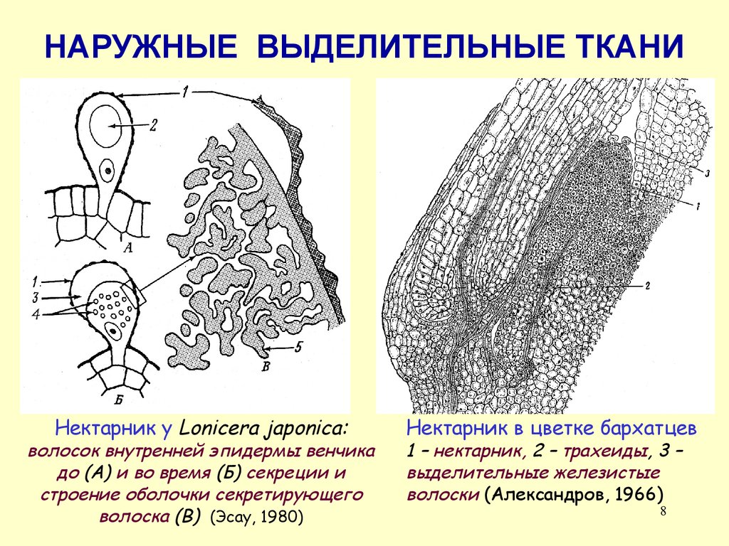 Выделительная ткань растений рисунок