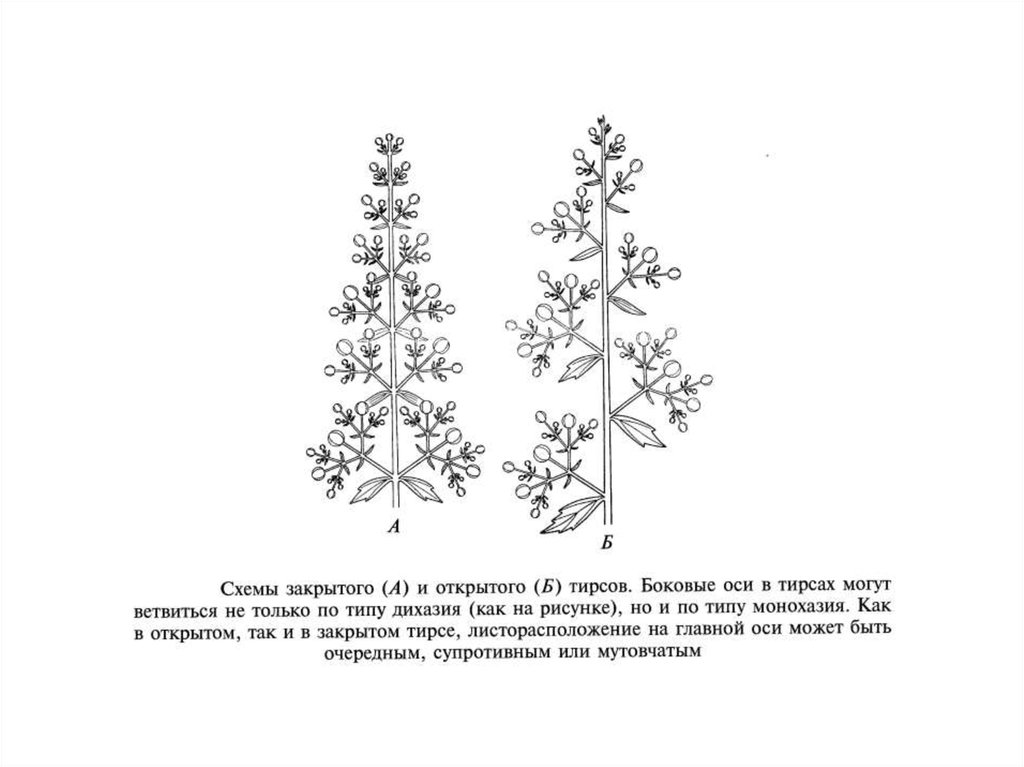 Соцветия Каштана Конского