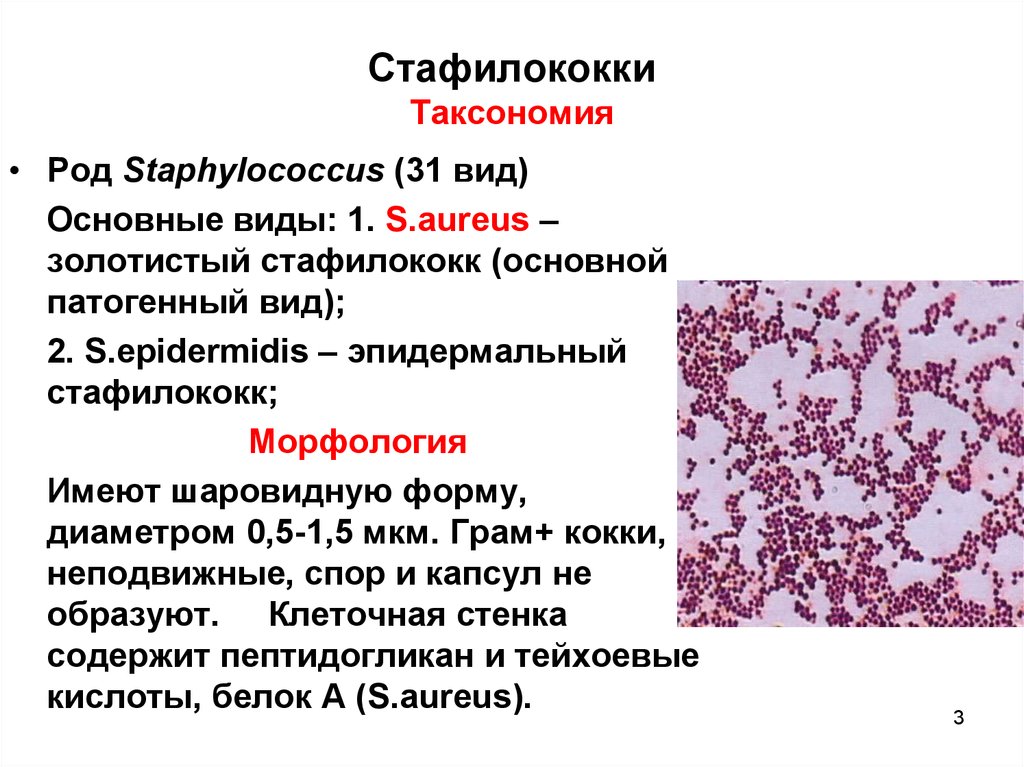 Диета При Стафилококковой Инфекции