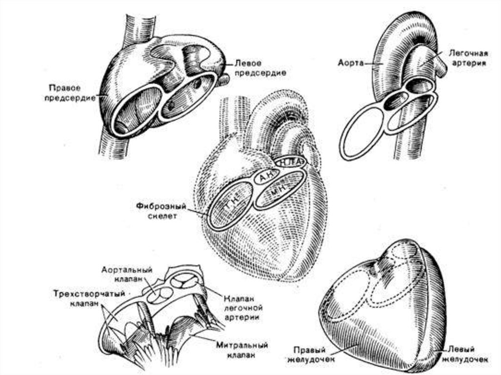 Рисунок клапанный аппарат сердца