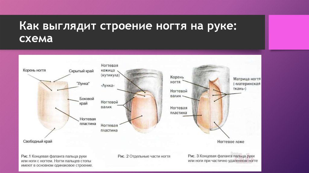 Маникюр строение ногтевой пластины картинки с описанием