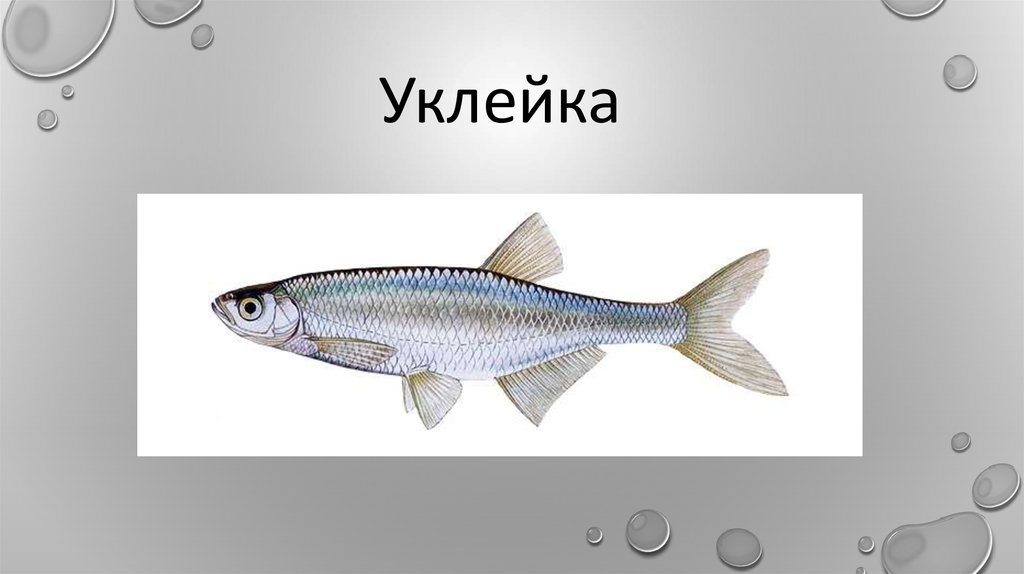 Картинка рыбы уклейки