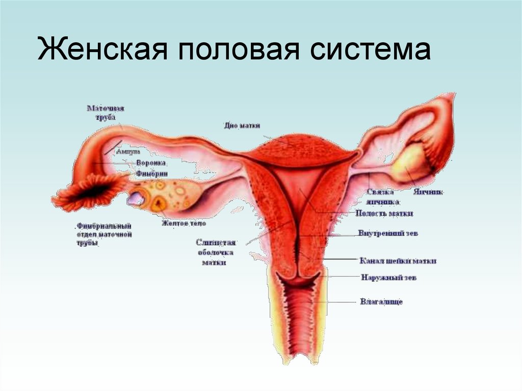 Схема строения женской репродуктивной системы