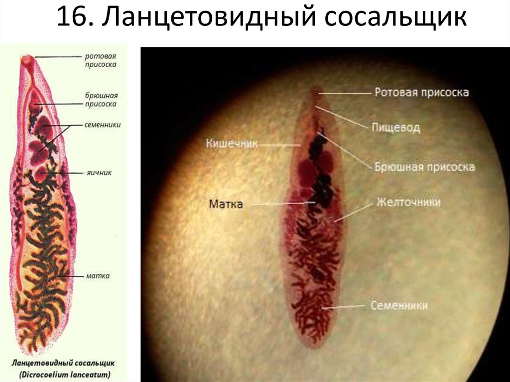 Кошачий сосальщик рисунок строение