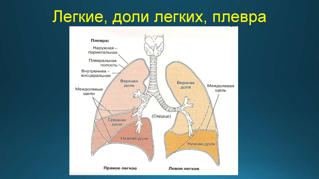 Отделы легких схема человека