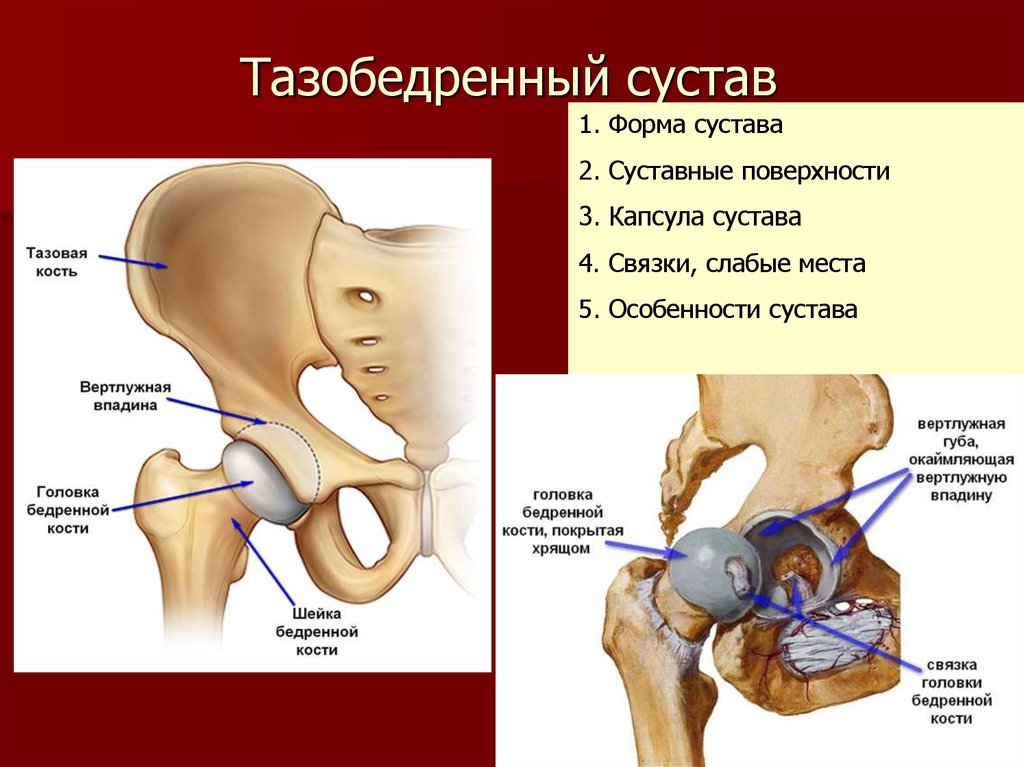 Тазобедренный сустав где находится у человека фото признаки