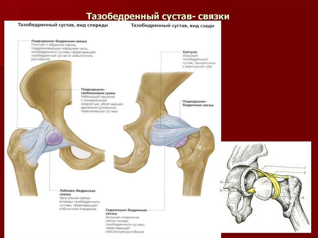 Тазобедренный сустав характеристика по плану