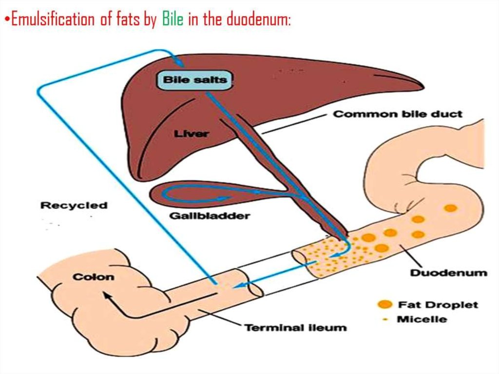 Emulsification of fats by Bile in the duodenum: